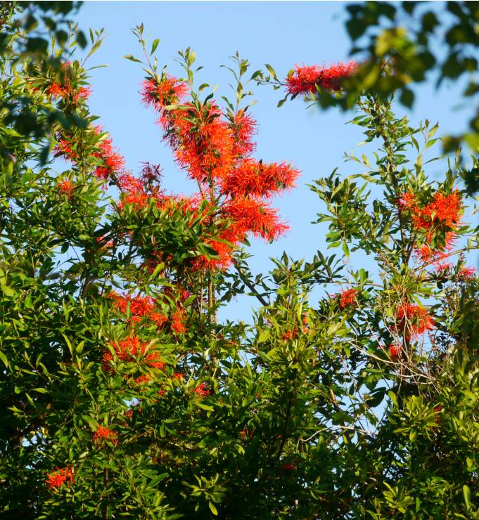 flores Vegetación en Costa Rilán