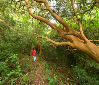 Sendero Costa Rilán